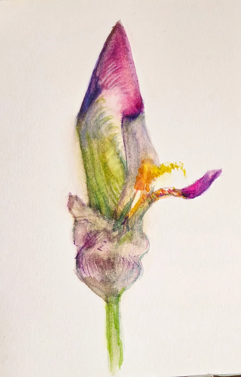 Fading Orchid