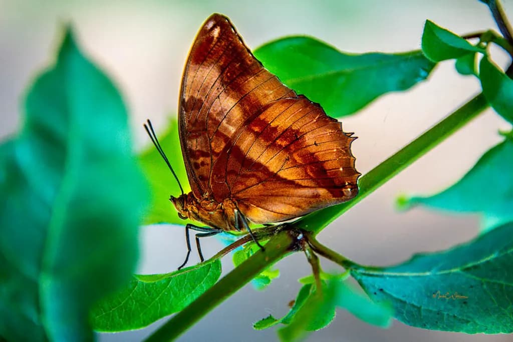 Amber Butterfly Perch