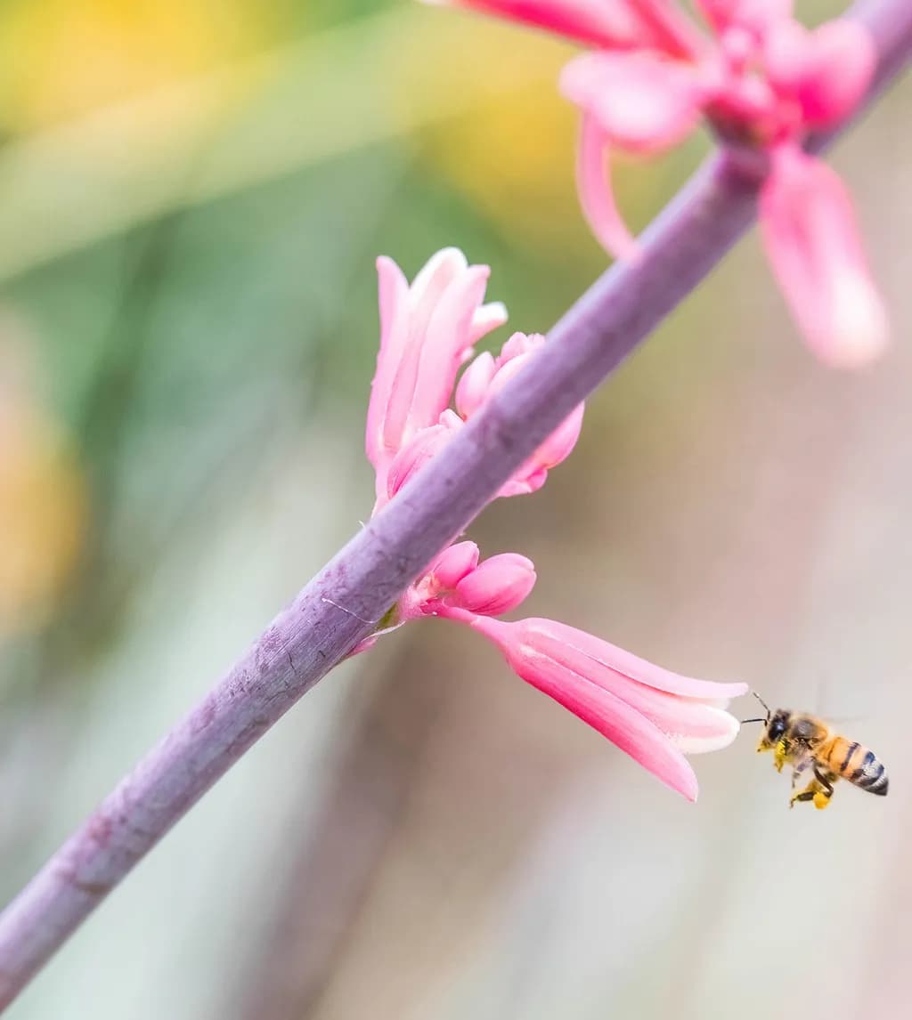 Bee Among Pink Blossoms