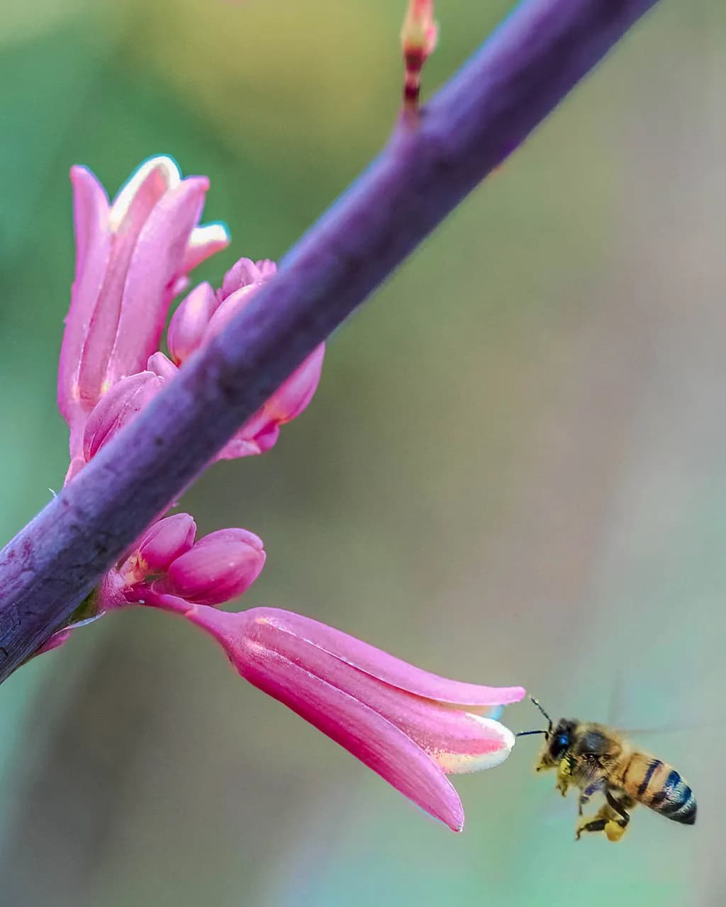 Pink Branch Pollination