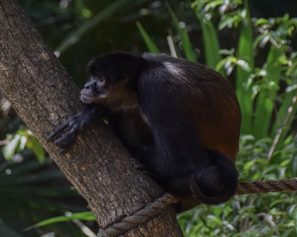 Monkey in the Canopy