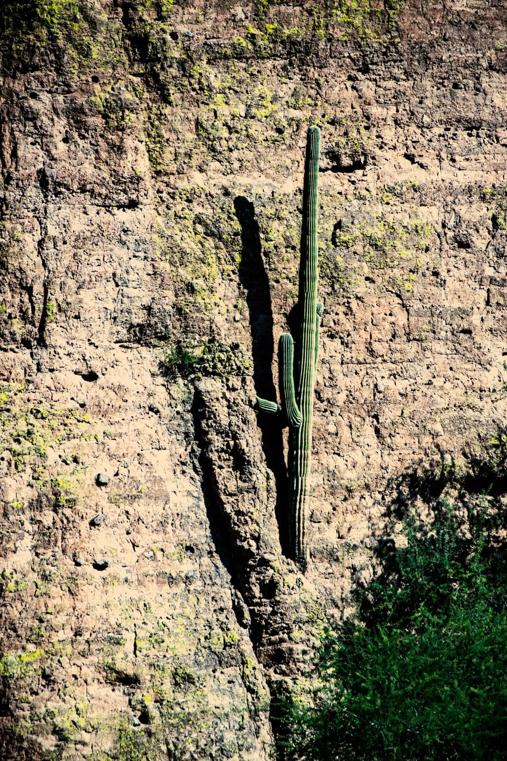 Cactus on Rocky Wall