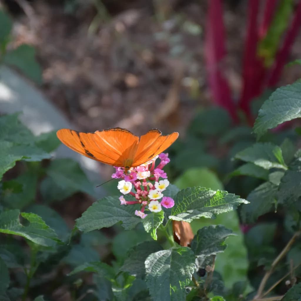 Orange Butterfly Garden
