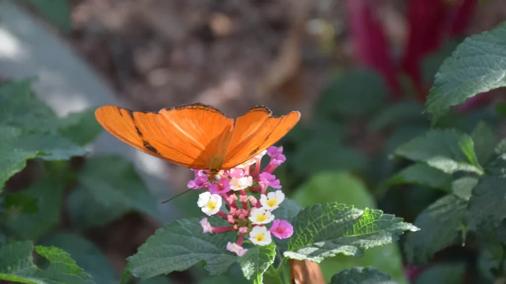 Orange Butterfly on Garden Flowers