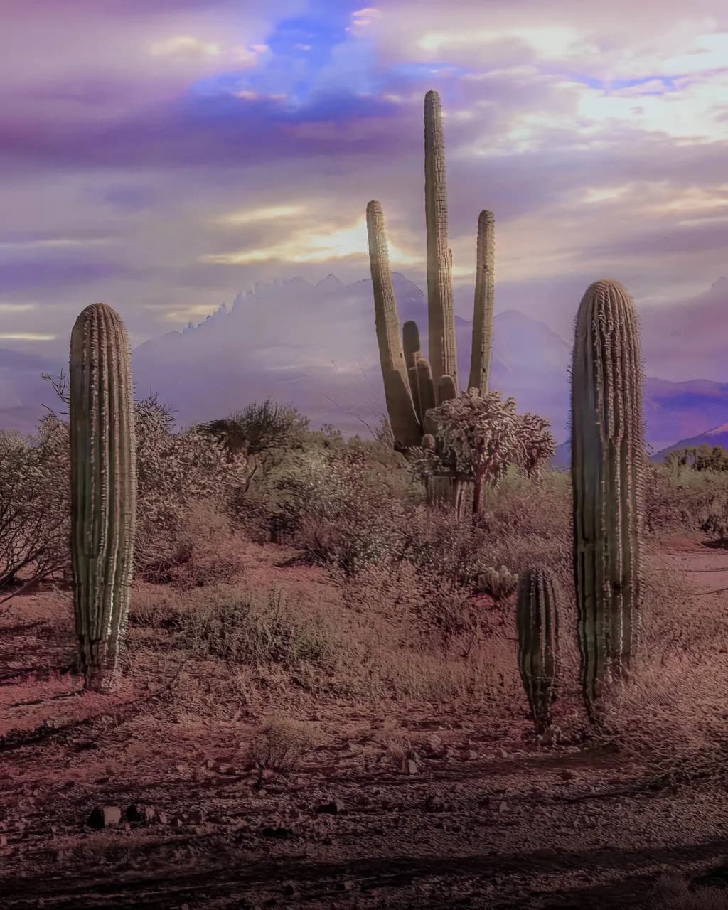 Desert Reverie