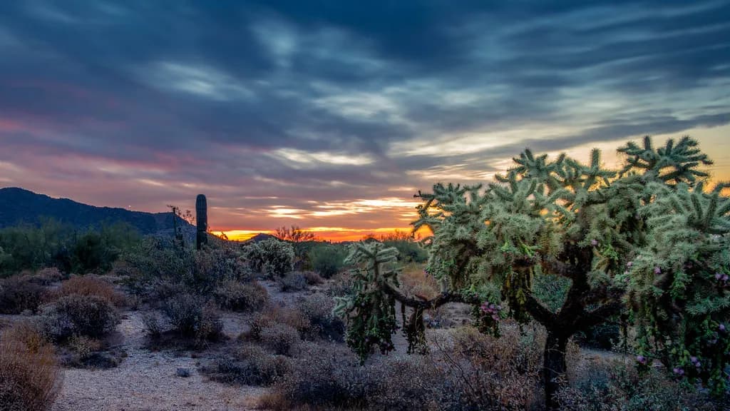 Evening Across the Mesquite