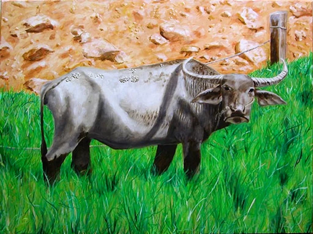 Water Buffalo Grazing