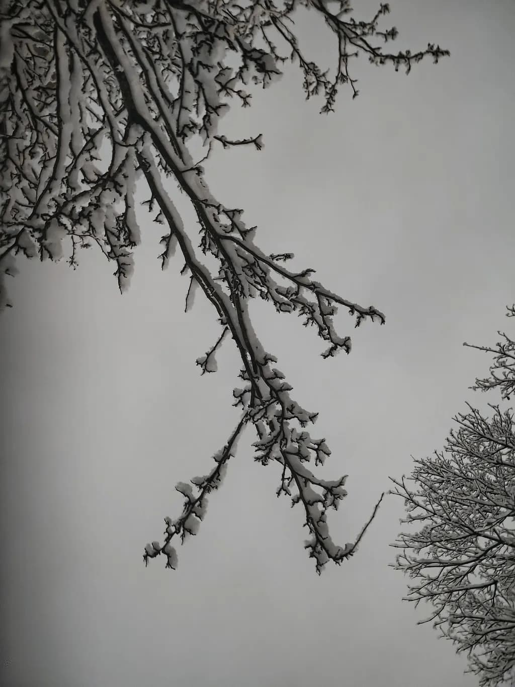 Snowbound Limbs