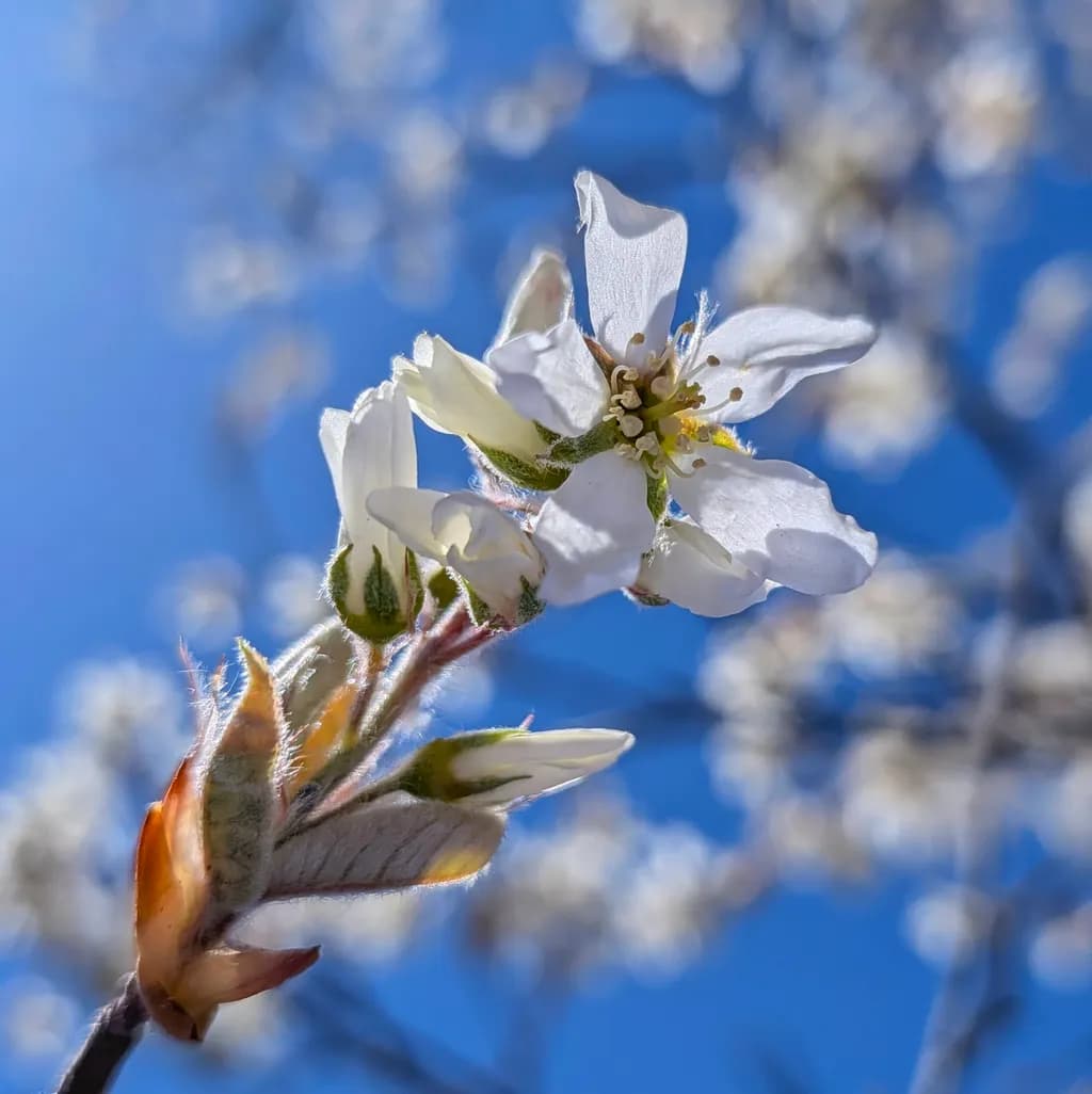 Spring Blossom Detail
