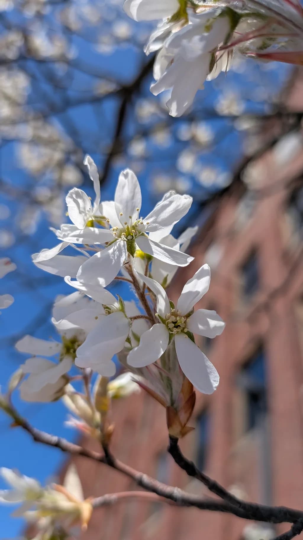 Urban Blossom