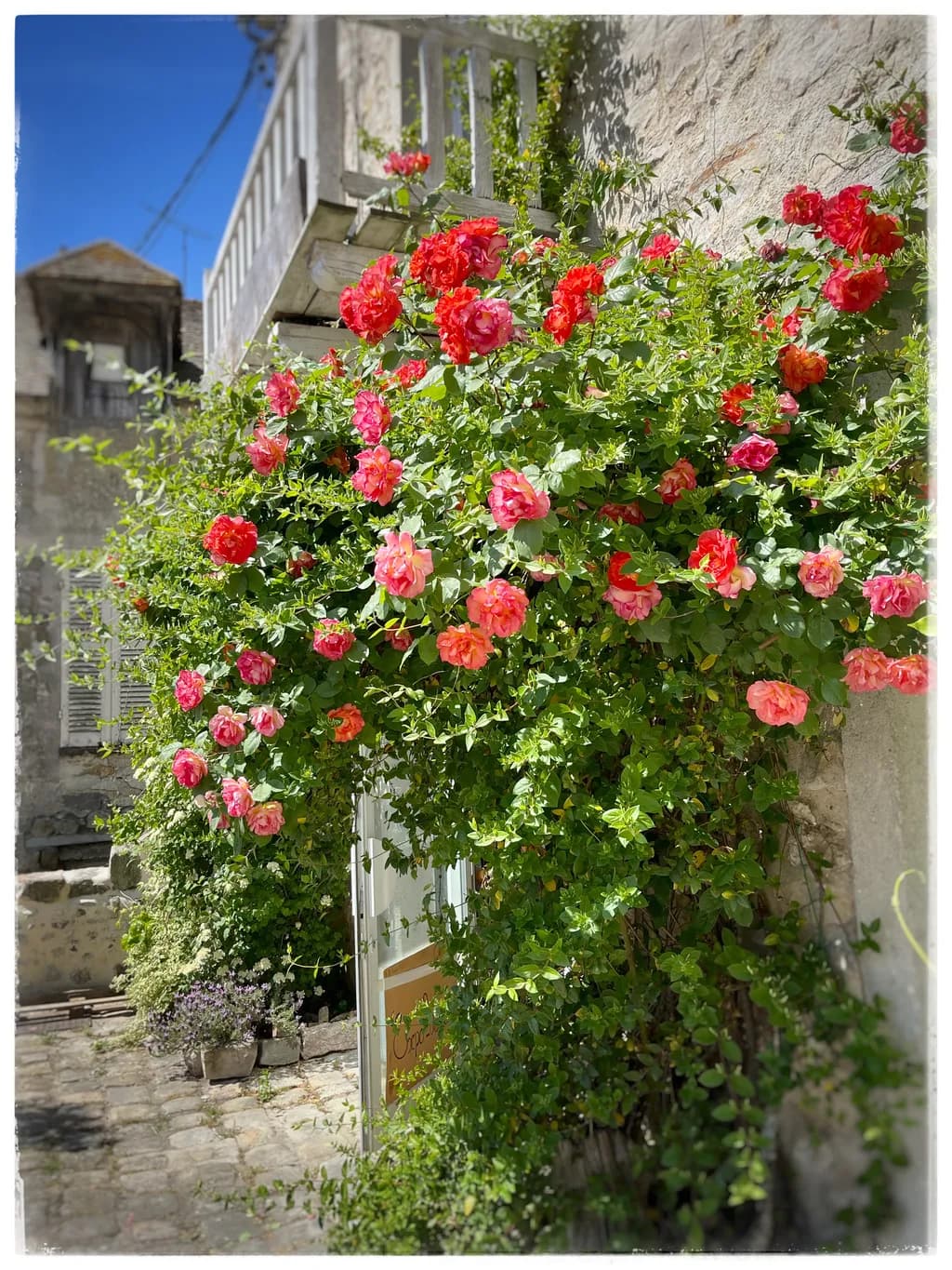Rose Cascade
