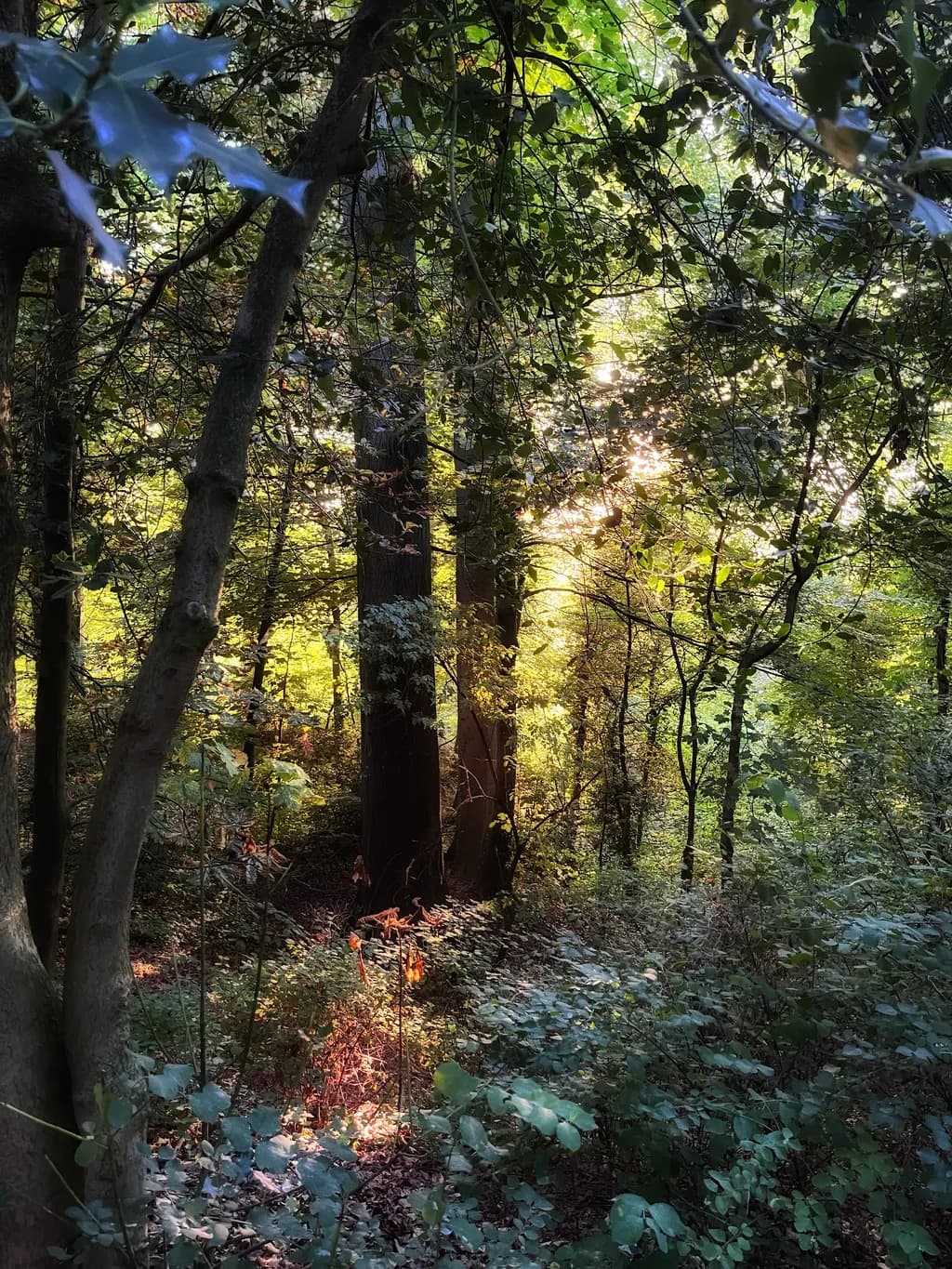 Sunlit Grove