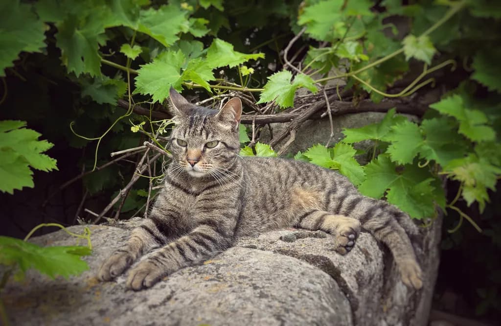 Rocky
