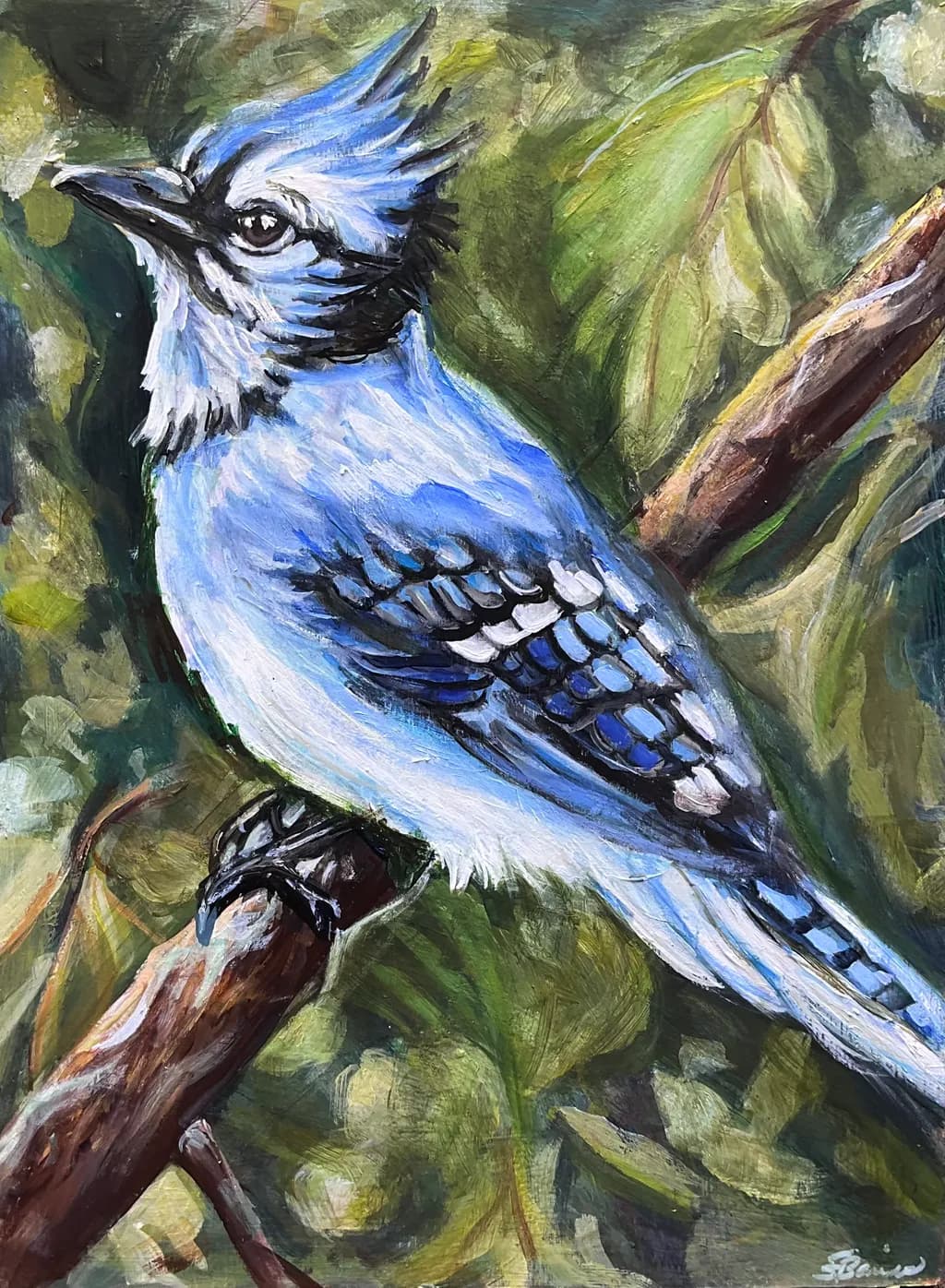 Blue Jay Sentinel
