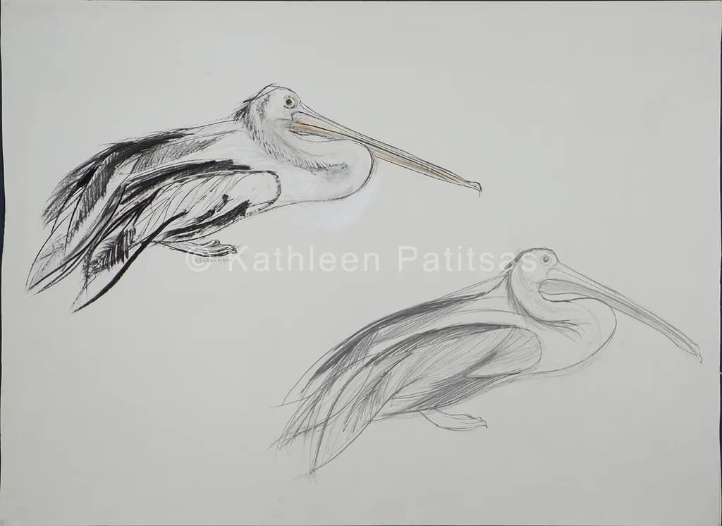 Pelicans Study