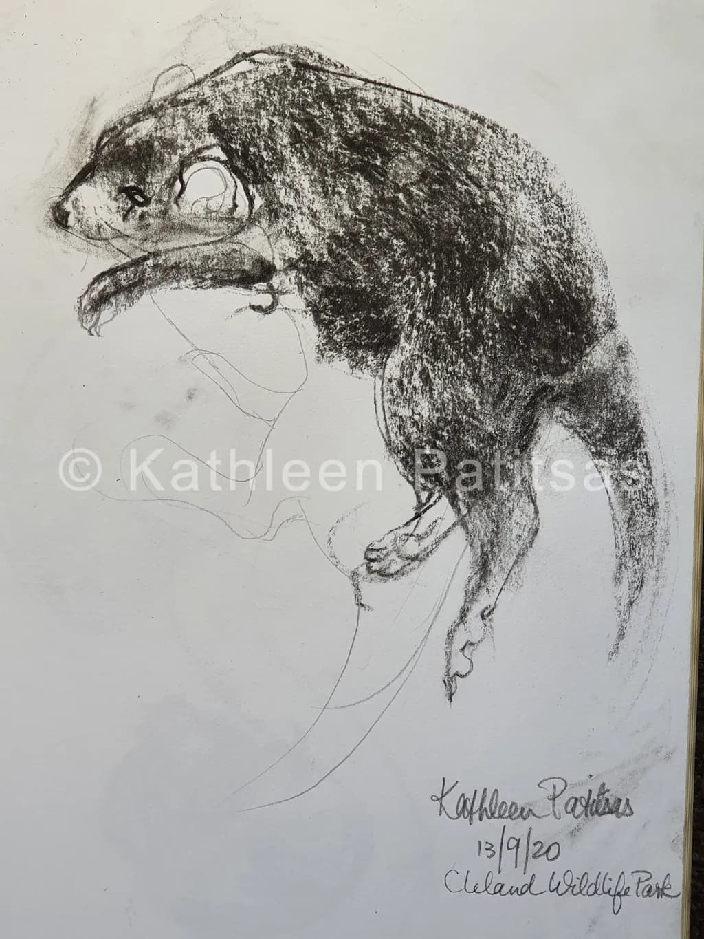 Wildlife Study