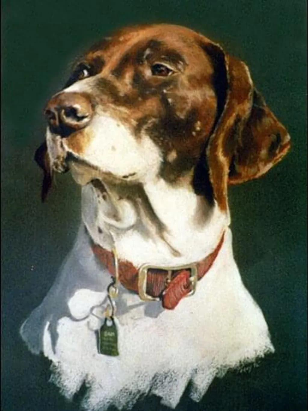 Pointer Portrait