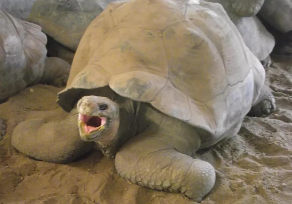 Open-Mouthed Tortoise