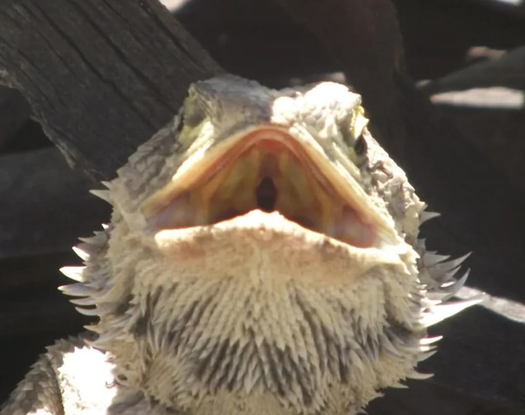 Open-Mouthed Lizard