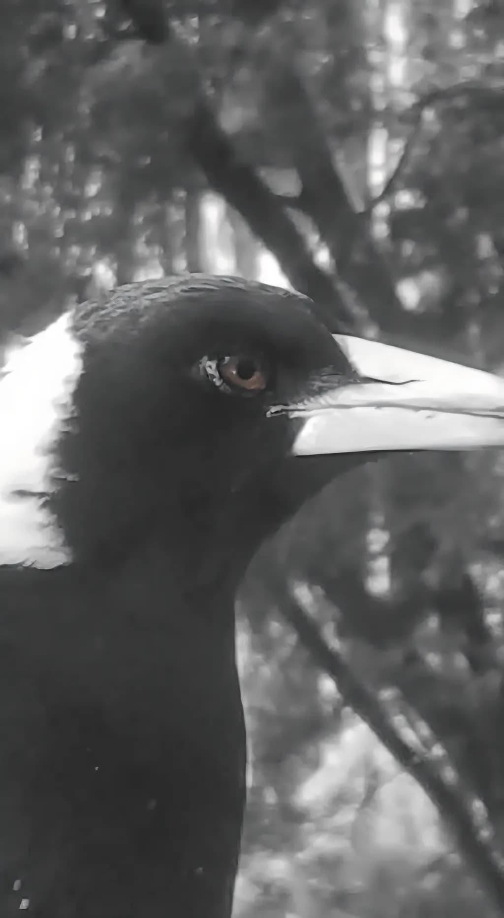 Monochrome Gaze