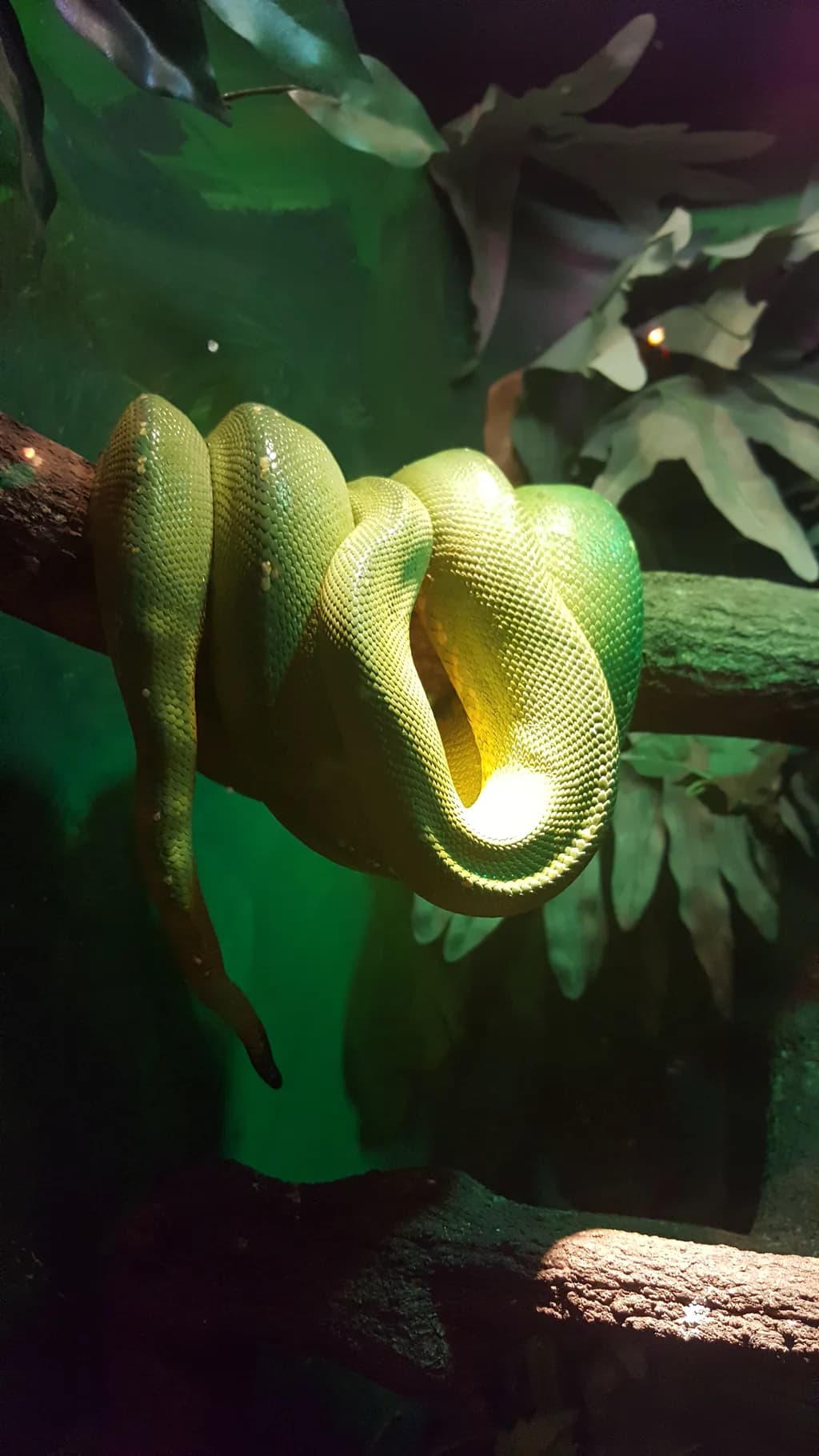 Emerald Coil