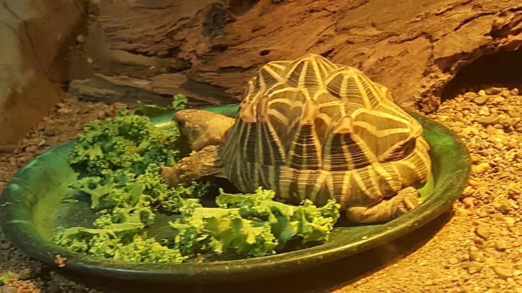 Patterned Tortoise Meal