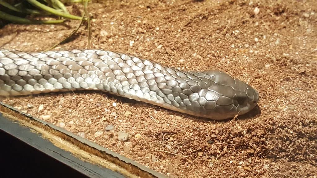 Silver Scales Closeup
