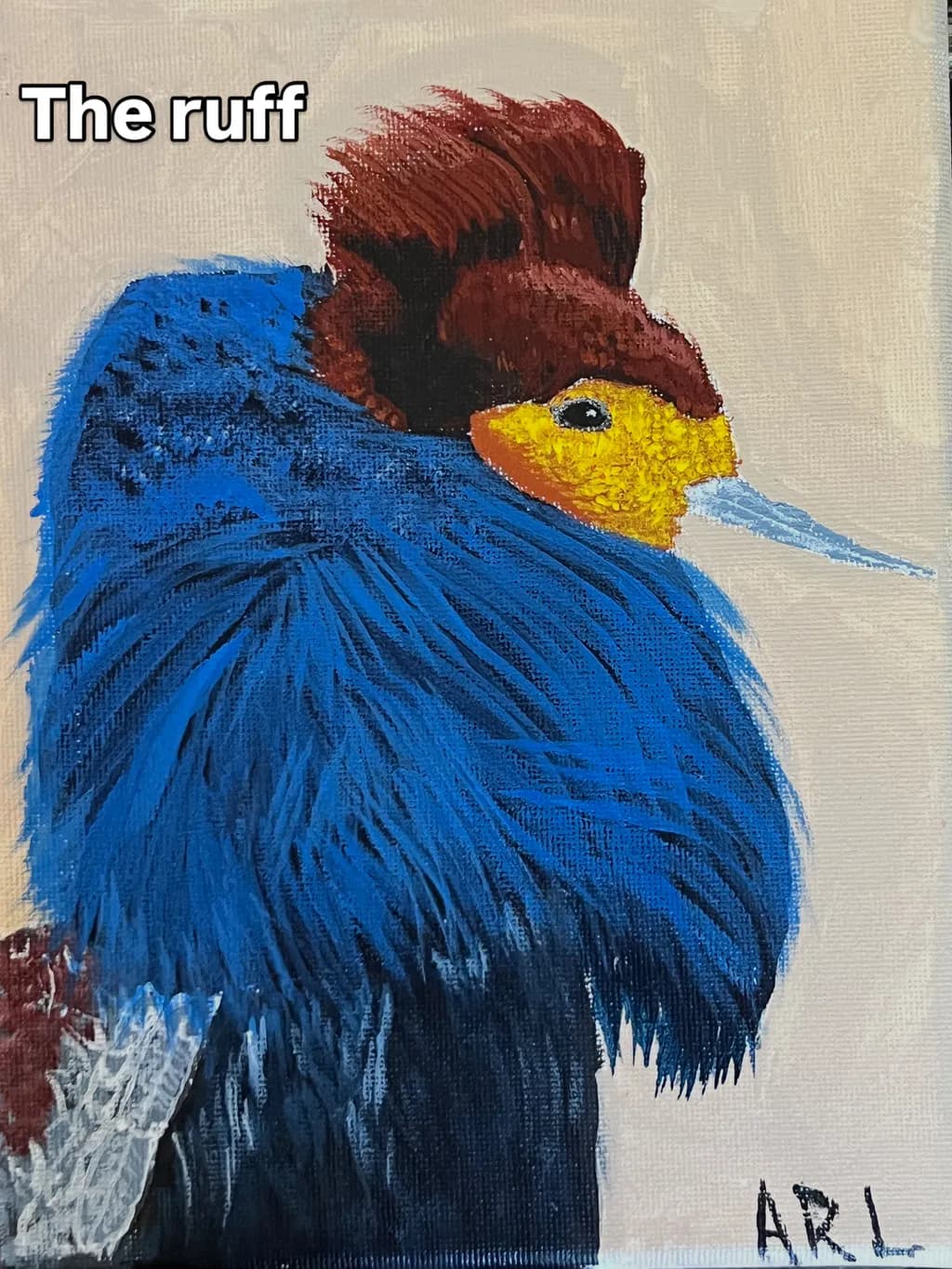 The Colorful Ruff
