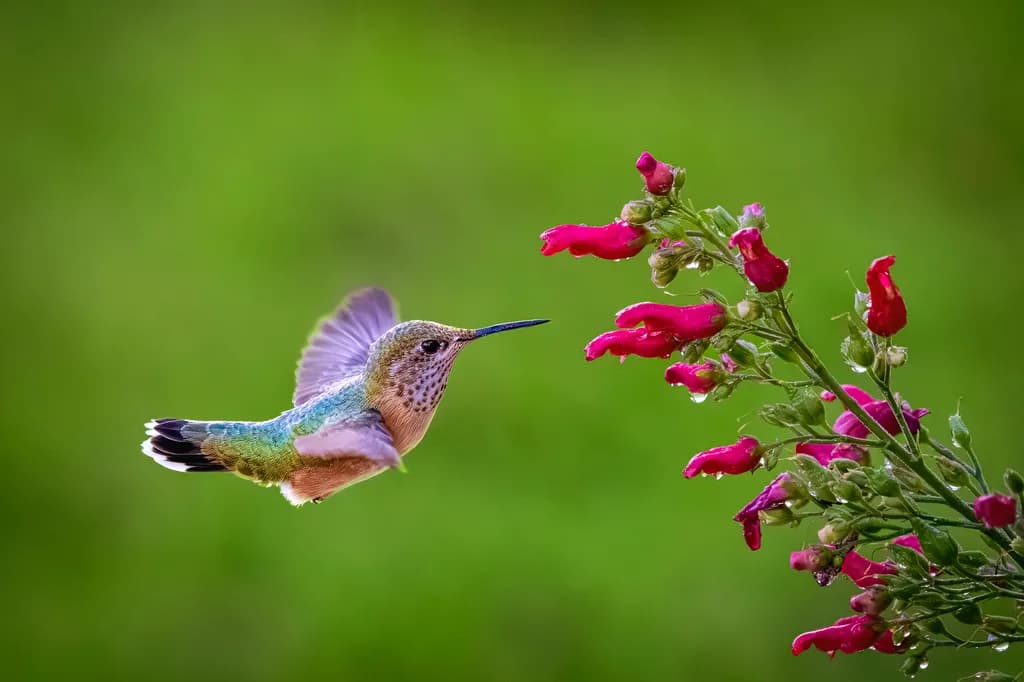 Hummingbird Approach