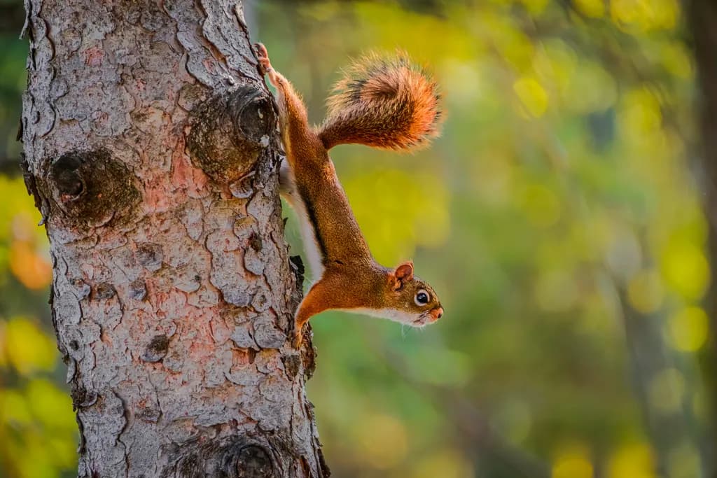 Treebound Squirrel