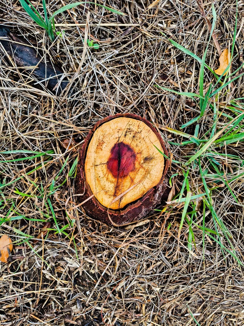 Bullseye Stump