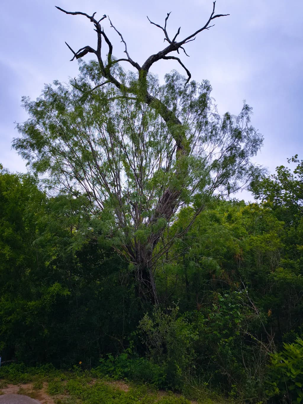 Bizarre Shaped Tree