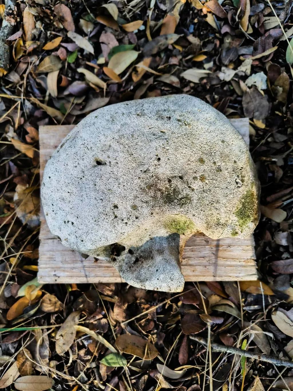 Stone on Woodbed