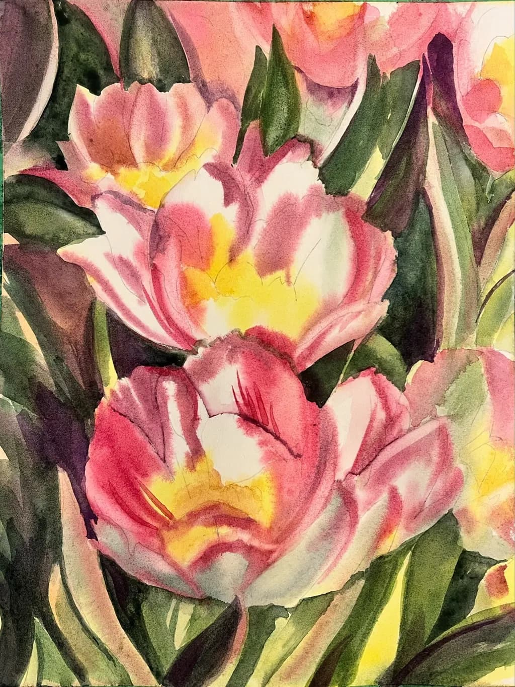 Tulip Radiance