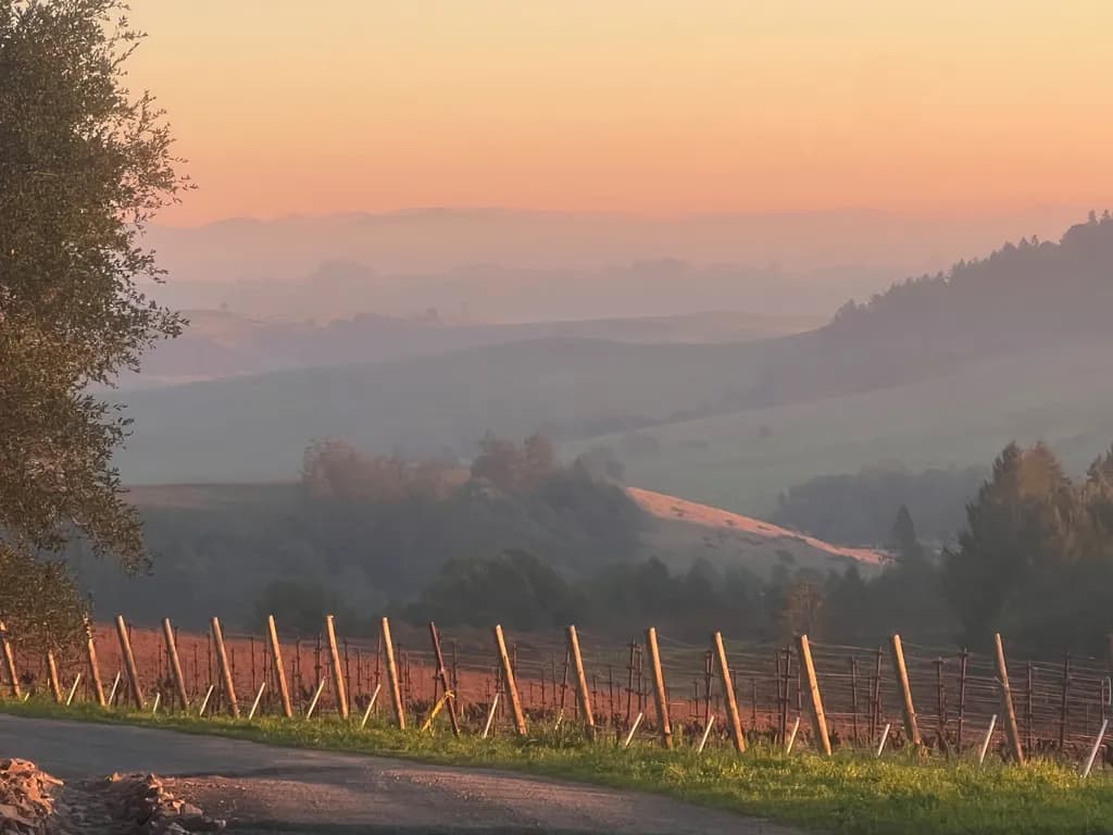Vineyard First Light