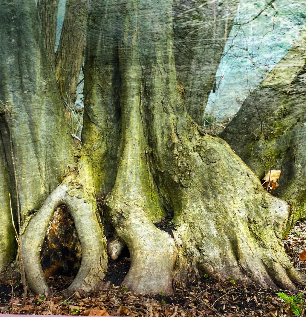 Roots of Valby