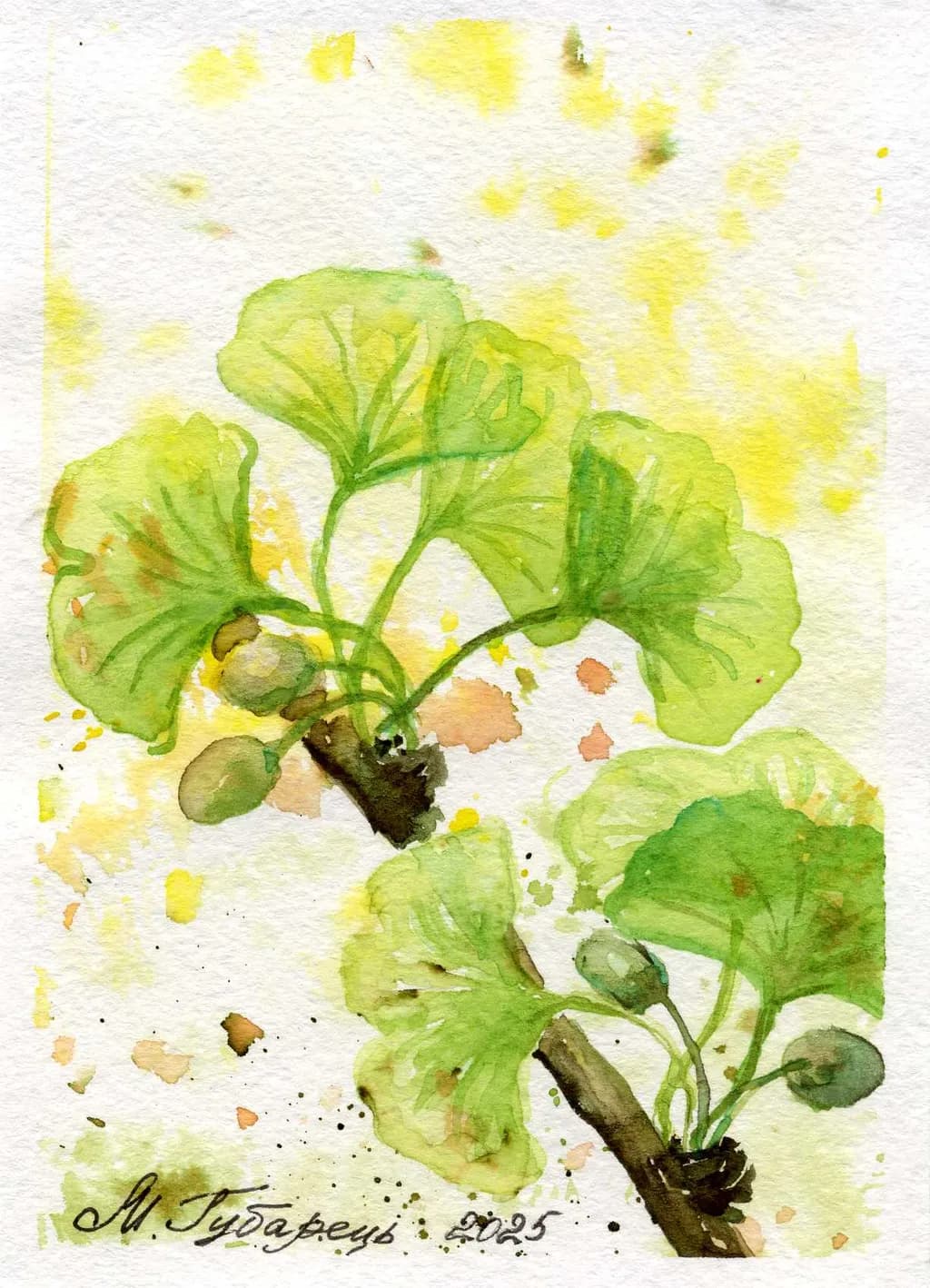 Ginkgo Branch