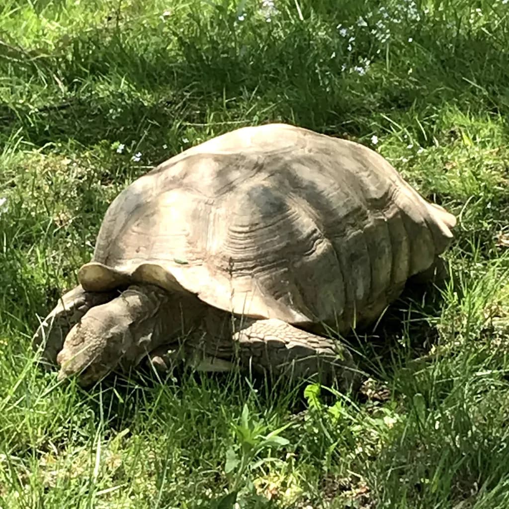 Sunlit Tortoise