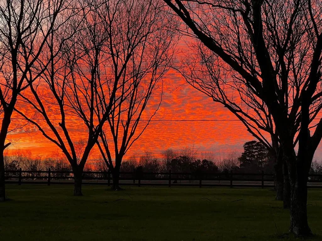 Crimson Canopy