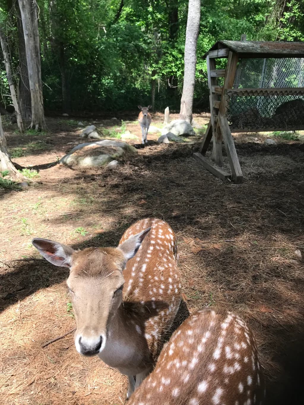 Spotted Calm