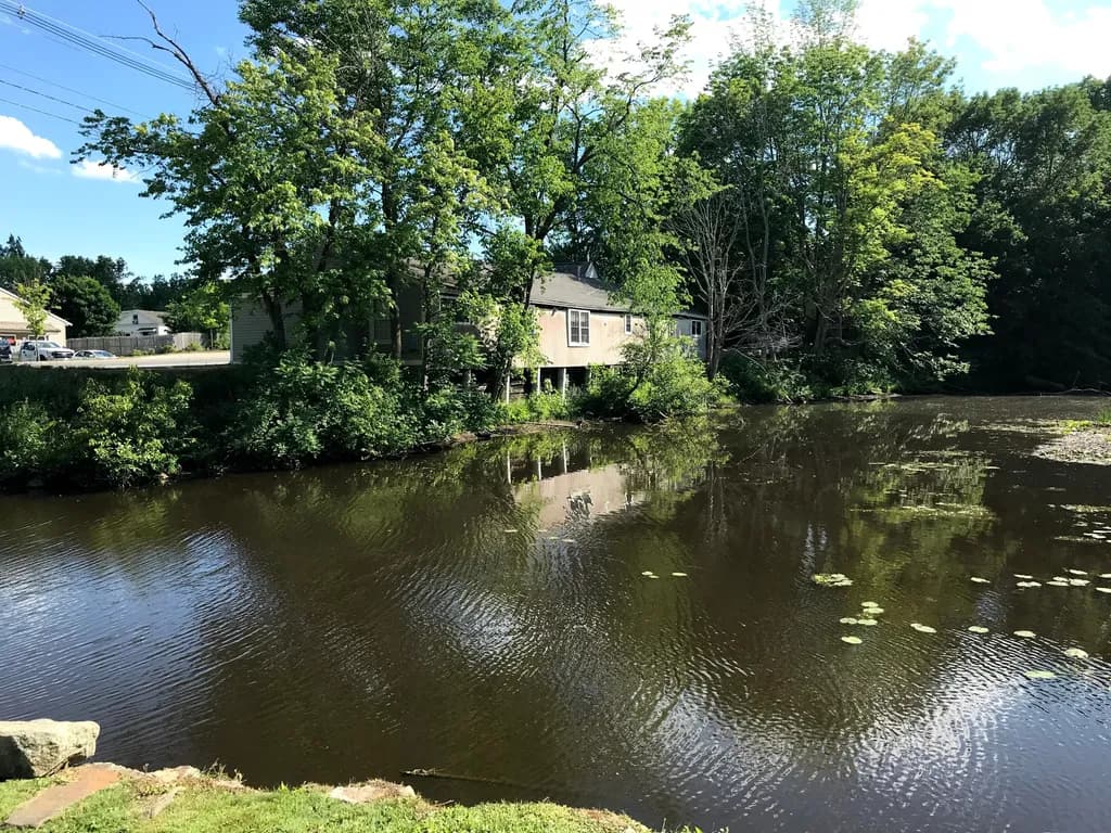 Pondside Reflection