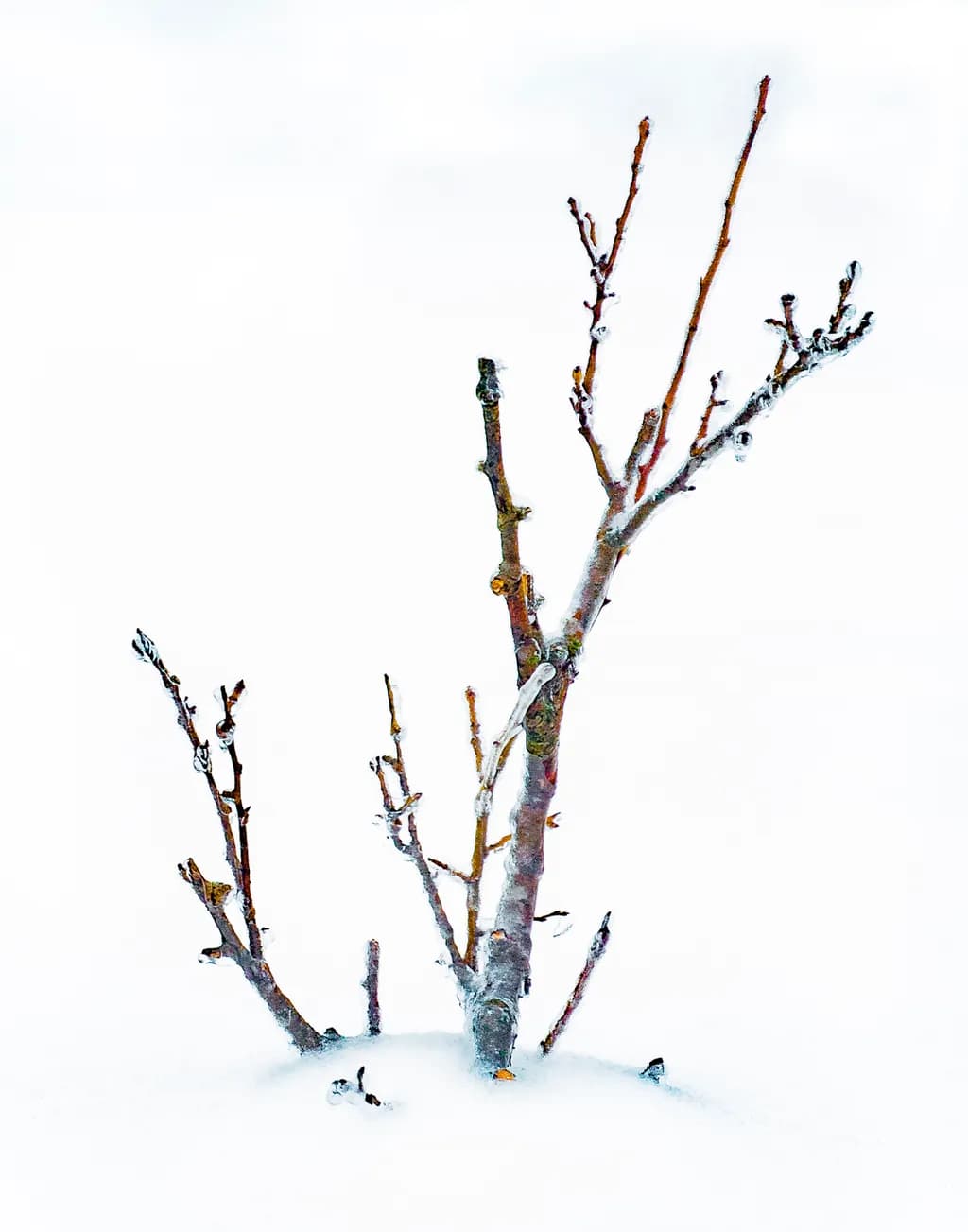 Icebound Twig