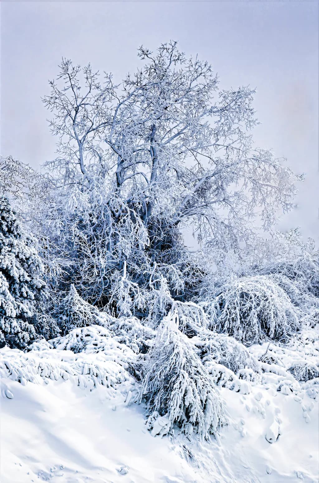 Tree After Blizzard