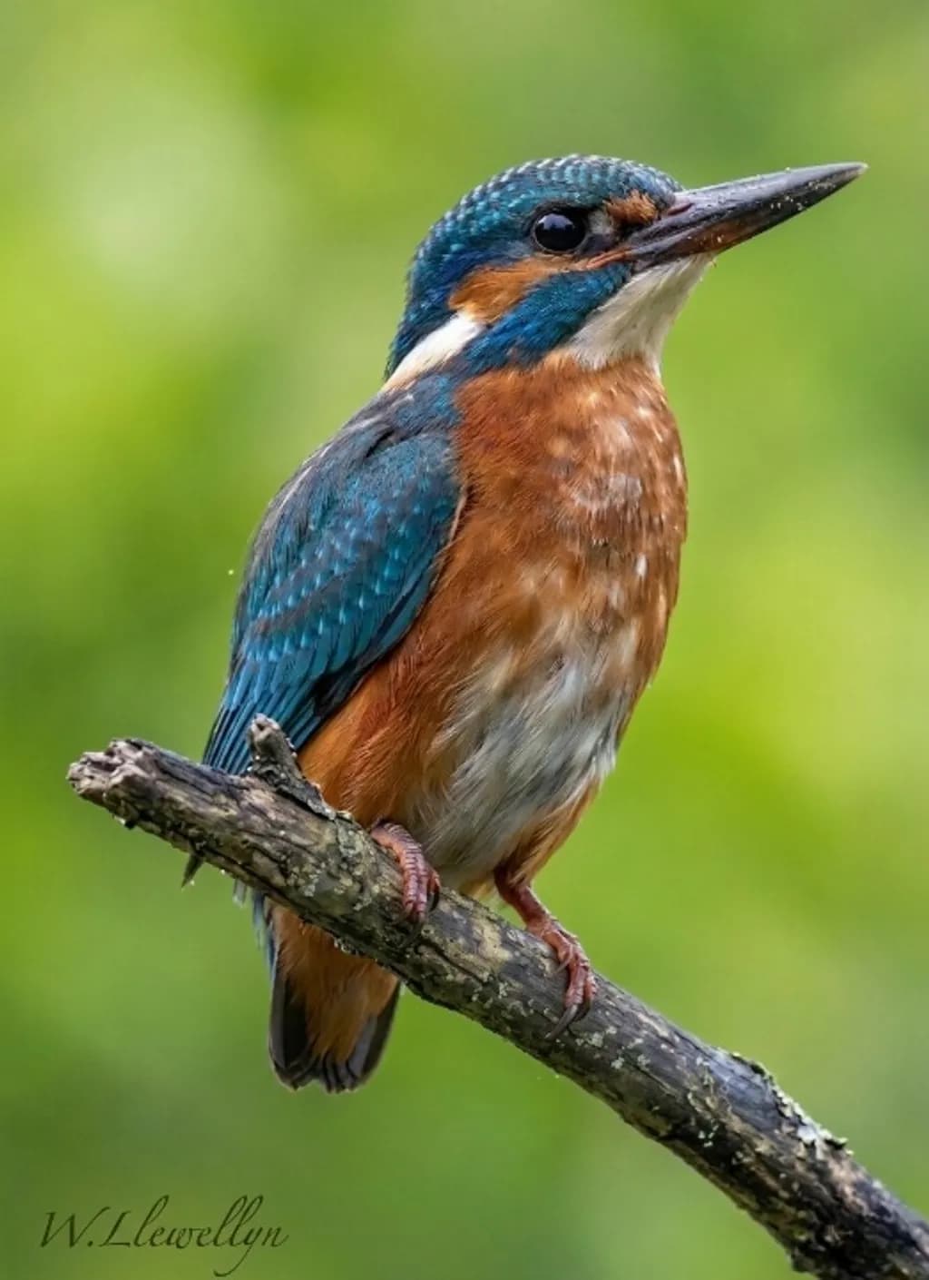 Kingfisher Perch