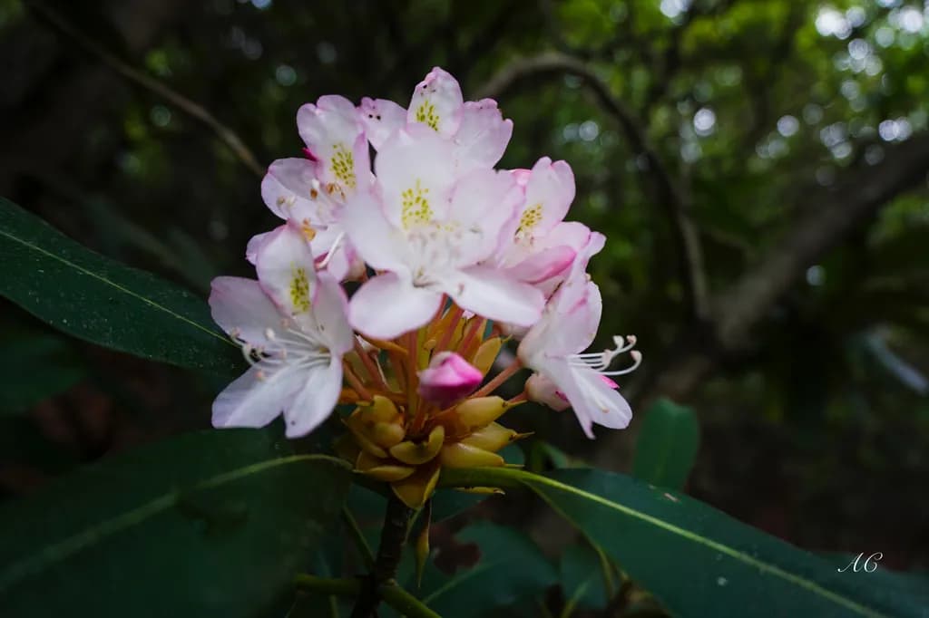 Rainy Day Rhododendron