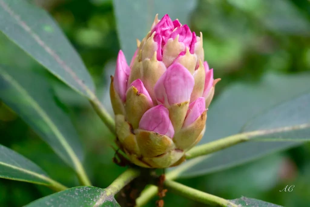 Pink Bud Emergence