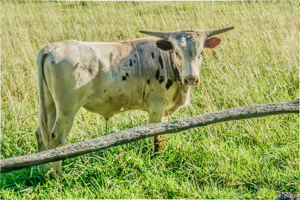 Longhorn Light