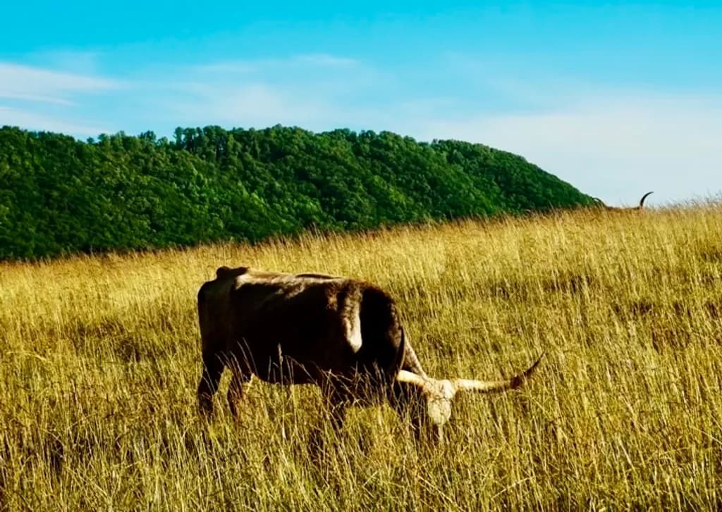 The WNC Longhorn