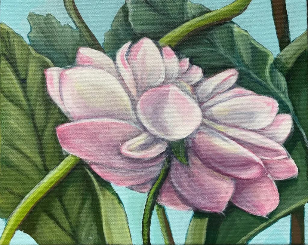 Blushing Lotus