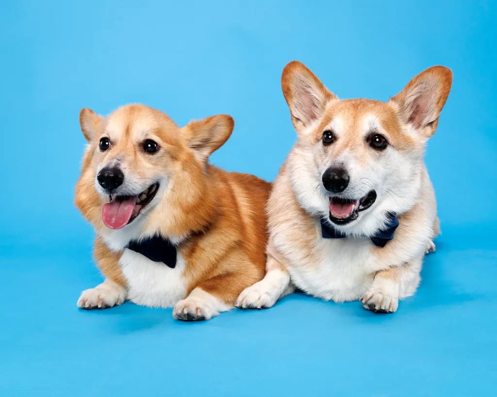 Bow-Tie Brothers